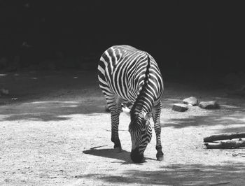 Zebra standing at zoo