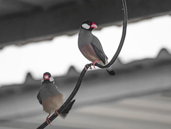 Close-up of birds perching on cable