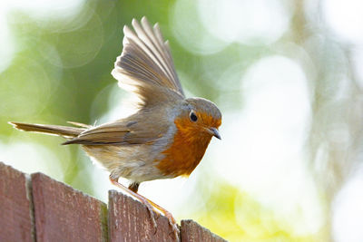 Close-up of bird perching on wood