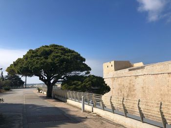 Trees and plants against blue sky