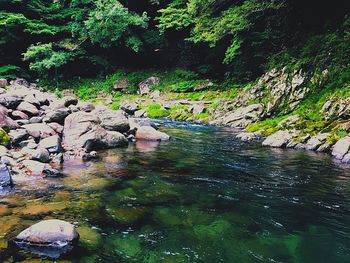 Scenic view of river in forest