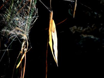 Close-up of hanging against sky at night