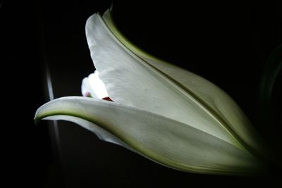 Close-up of white flower against black background