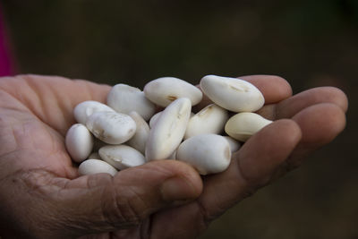 Runner bean white lady is a white flowered climbing variety with excellent flavour