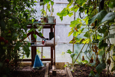 Look inside a greenhouse 