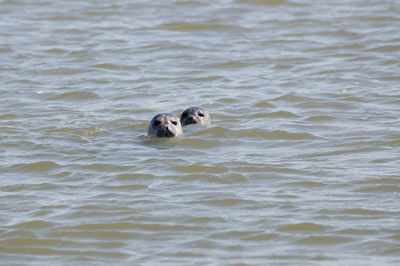 High angle view of dog swimming in water