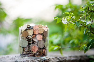 Close-up of coins on plant