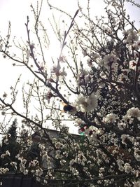 Low angle view of flowers blooming on tree