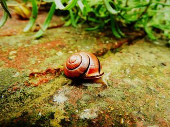 Close-up of snail on leaf