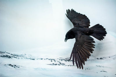 Raven bird flying in the winter