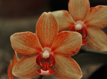 Close-up of orange flower