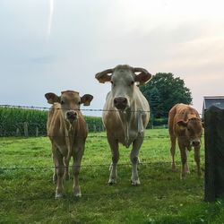 Portrait of cow and calves standing by fence on grassy field