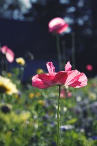 Close-up of pink flowering plant