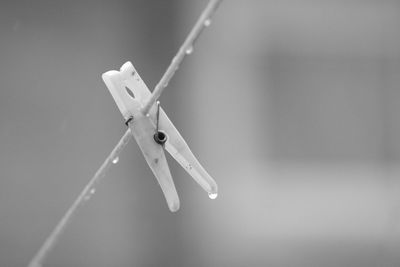 Close-up of wet clothespin on string