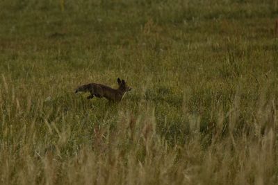 Deer on grassy field