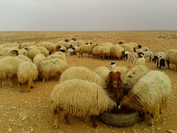 Flock sheep on grass against sky