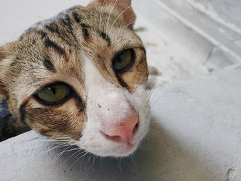 Close-up portrait of a cat