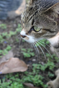 Close-up of a cat looking away