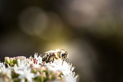 Close-up of bee pollinating flower