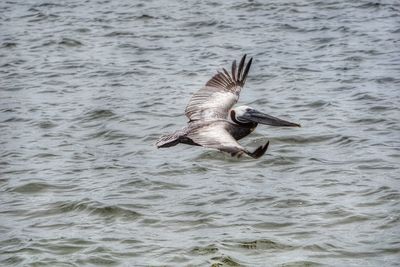 Bird swimming in water