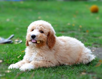 Close-up of dog on field