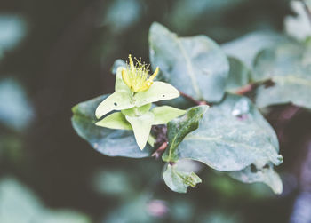 Close-up of fresh green flowering plant