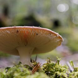 Close-up of fungus growing in forest