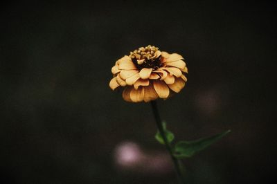 Close-up of flower over black background