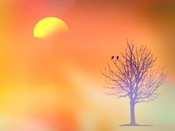 Silhouette of plant against orange sky