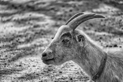 Close-up of goat on field