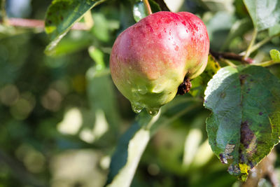 Close-up of fruit growing on tree