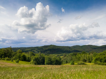 Scenic view of field against sky