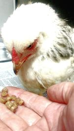 Close-up of hand holding bird