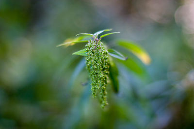 Close-up of flowering plant