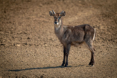 Young male common waterbuck standing on scree