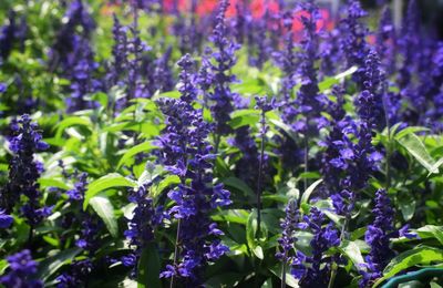 Close-up of purple flowering plants