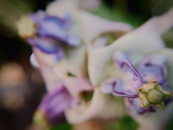 Close-up of purple flowering plant in park