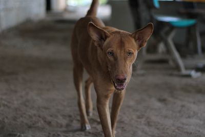 Portrait of dog standing outdoors