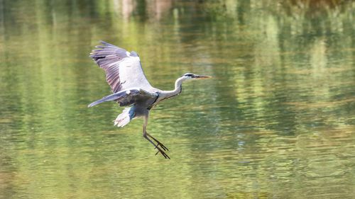 Bird flying over lake