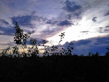 Low angle view of plants growing on field against sky