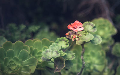 Close-up of flower blooming outdoors