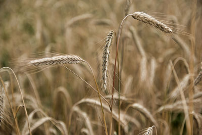 Close-up of stalks in field