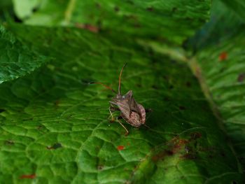 Close-up of insect on leaf