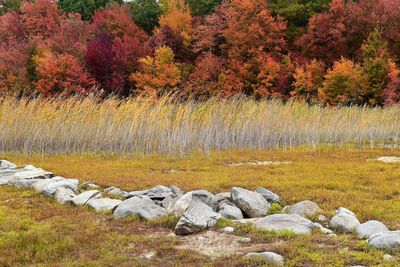 Scenic view of lake during autumn