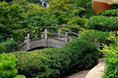 Walkway amidst plants and trees