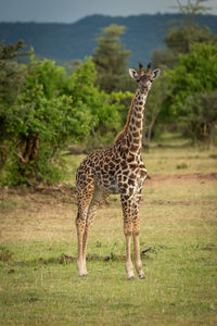 Young masai giraffe stands in short grass
