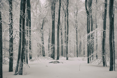 Snow covered trees in forest