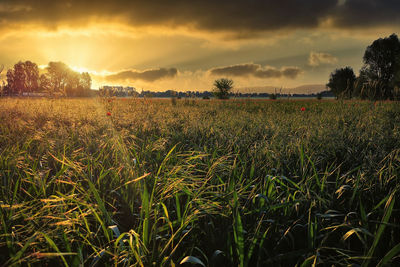Scenic view of field against sky during sunset