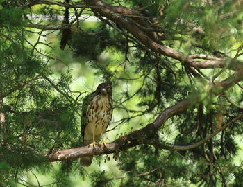 Low angle view of eagle perching on tree