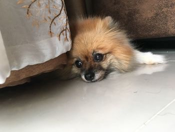 High angle portrait of a dog at home